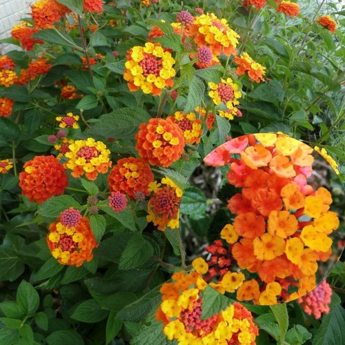 Lantana 'Trinidad Orange' - Lantaan 'Trinidad Orange' P9/0,55L